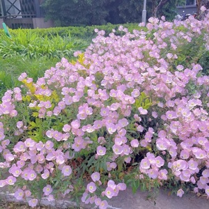 美丽月见草花种子四季播种开花易活花籽阳台花卉庭院室外花种籽子