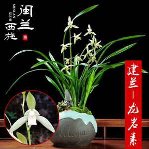 闽兰西施 建兰素心兰花苗龙岩素 幽香名贵小叶四季兰室内盆栽好养