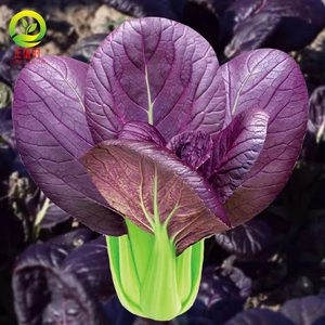 紫罗兰油菜种子紫色油菜种孑小青菜白菜四季蔬菜种子紫色苏州青种