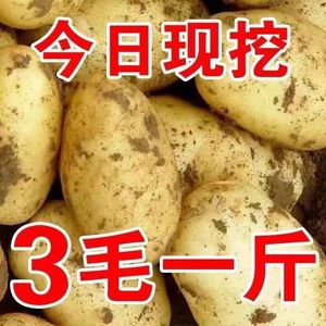 云南黄心大土豆黄皮整箱5/10斤软糯香甜洋芋马铃薯现挖农家蔬菜