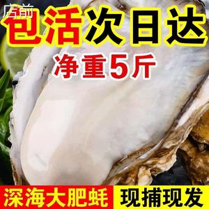 生鲜！包鲜活乳山生蚝新鲜牡蛎超大特大肉海蛎子5斤刺身即食海鲜