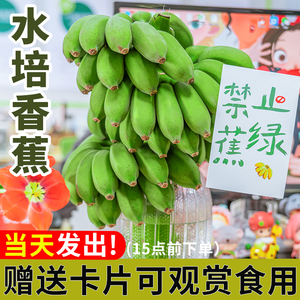 整串办公室水培香蕉禁止蕉绿静止芭蕉桌绿植面小米蕉可焦食用拒绝