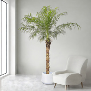 美丽针葵泰国椰子树针葵树盆栽刺葵棕榈树室内客厅庭院棕树真绿植