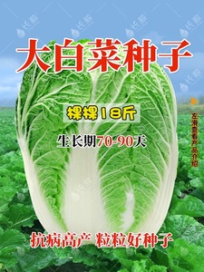 棵棵18斤大白菜种孑白菜籽种大全夏播秋四季阳台庭院大田蔬菜种子
