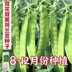 矮生双花双荚荷兰豆种子耐寒不搭架高产白花菜豌豆籽农家蔬菜种子