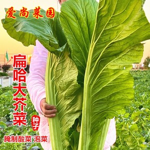 扁哈大芥菜种子广东厚肉盖菜大叶青菜籽高产蔬菜种孑四季酸菜种籽