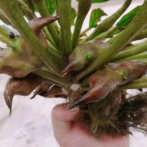 老菱角种子高产早熟特大菱角种菱角苗种植水生植物池塘绿化蔬菜