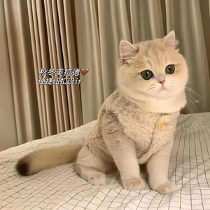 猫咪衣服金渐层秋冬保暖马甲背心宠物加绒服装小狗狗冬装棉衣服饰