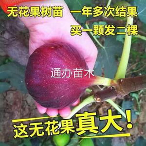 正宗无花果树苗波姬红大果新品种耐寒耐旱盆栽地栽南北方种植当年