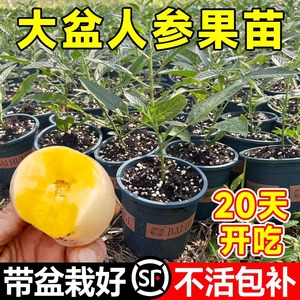 人参果苗南方种植果树苗阳台盆栽蔬菜苗秧苗秋季种子籽孑七彩水果