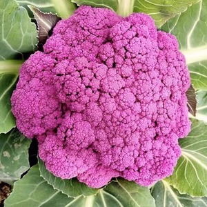 紫色花椰菜种子彩色花菜种籽孑菜花籽种特色菜蔬菜四季春季菜花苗