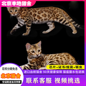 【北京猫舍】纯种孟加拉豹猫幼猫雪豹幼崽银豹宠物猫玩具虎猫咪
