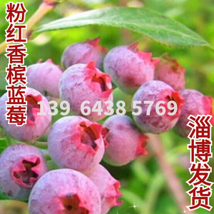 粉红香槟蓝莓树果苗南方北方种植盆栽25兔眼蓝莓苗蓝梅树树苗带土