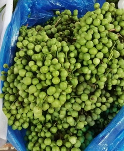 云南德宏野菜 小苦子 绿色新鲜野菜 油煎苦子果500g