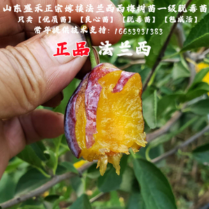 嫁接脆甜西梅树树苗杏李子法兰西西梅苗南方北方种植地栽当年结果