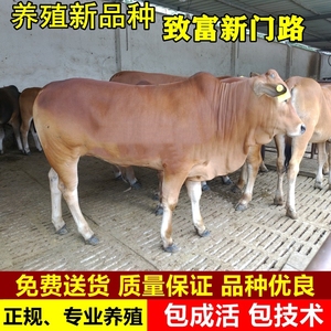 养殖技术改良整只鲁西黄牛小西门塔尔牛幼仔肉牛犊母牛宠物奶牛仔