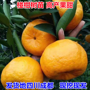 芦柑碰柑树苗嫁接果树苗南北方种植阳台庭院柑桔果树果苗当年结果