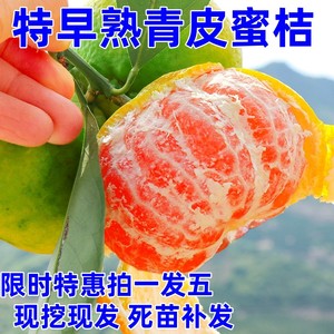 新品种青皮蜜桔苗 日南一号桔苗早熟青柑橘苗 嫁接无核蜜桔子树苗