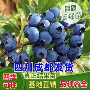 蓝莓树苗盆栽地栽带土阳台南方北方种植当年结果耐寒蓝莓果树树苗