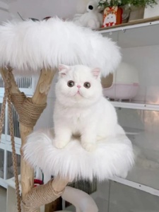 全国香港发货纯白异瞳大脸加菲猫幼崽异国短毛猫不掉毛宠物波斯猫