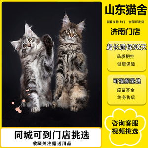 缅因猫幼猫纯种银虎斑棕虎斑烟灰色凯米尔色巨型库恩猫咪宠物活物