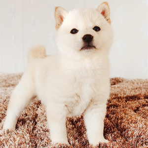 日本纯种柴犬幼犬活体宠物狗狗豆柴血统cku白色