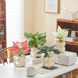 蓝花楹绿植盆栽办公室桌面净化空气好养花卉植物白如意室内吸甲醛
