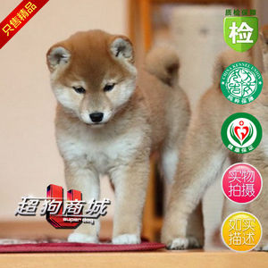 佛山狗场支持上门挑选柴犬活体赤色柴犬幼犬纯种日本柴犬宠物狗