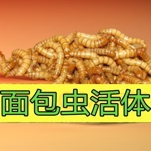 黄粉虫面包虫活虫活体幼虫子金龙鱼蝎子乌龟画眉鸟食石蛙饲料包邮