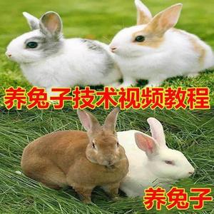 养兔子技术自学视频教程兔子养殖教程学畜牧竹鼠养殖视频教程自学