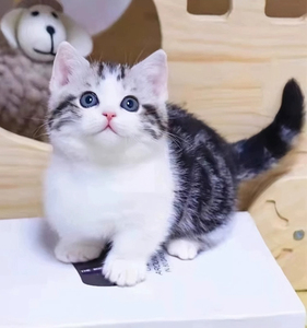 纯种矮脚加白起司美短猫幼崽折耳曼基康美国短毛猫活体宠物虎斑猫