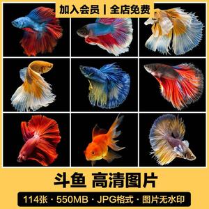 高清动物生物摄影图片金鱼斗鱼观赏鱼宠物鱼鱼类PS背景JPG素材图