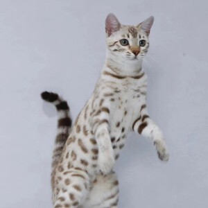 纯种赛级孟加拉豹猫幼崽雪豹短毛豹纹银豹金豹黄金豹活体宠物猫咪