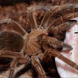 亚马逊巨人食鸟蛛短毛种TS足展4-16cm宠物蜘蛛高端大型地栖类较凶
