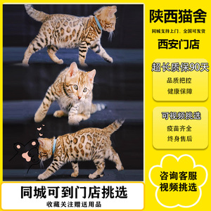 孟加拉豹猫活物幼崽纯种网红金豹宠物猫咪银豹雪豹宠物猫咪活幼体
