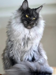 纯种巨型烟灰黑色浅银虎大脚斑缅因猫幼猫崽长毛宠物俄罗斯森林猫