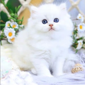 纯种金吉拉猫蓝眼睛长毛矮脚高地纯白拿破仑波斯猫仙女宠物猫活体