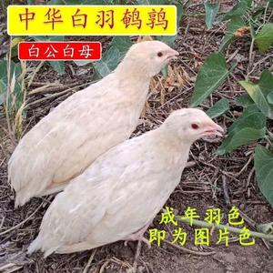 原种白羽宠物鹌鹑种蛋可孵化受精率80%