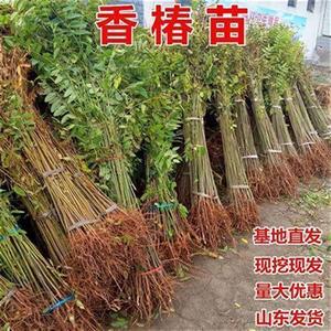 盆栽采摘油绿油香椿树南北方苗种植栽地香椿当年苗红苗香春椿树苗