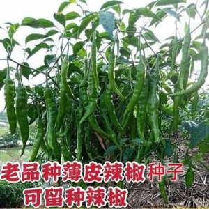 湖南本地辣椒种子高产早熟可留种香辣老品种农家蔬菜庭院盆栽种植