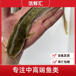 仔鲢仔鲶小鲶鱼胡子鲶大口鲶鱼淡水鱼食用活鱼发货到家