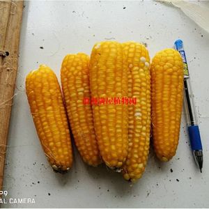 大华1146玉米种子简介图片