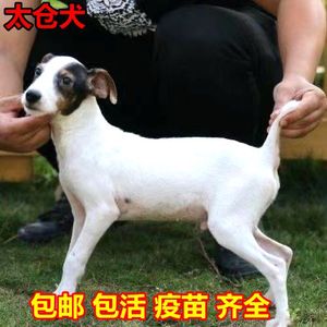 太仓猎犬中华田园犬小型猎犬猎狗看家狗抓老鼠猎狐犬逮兔子狗狗