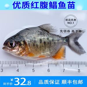 红鲳鱼苗食人鲳鱼淡水养殖食用观赏鱼红腹鲳鱼水虎苗淡水白鲳鱼苗