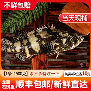 渔民的孩子现捕海鲜水产1条3斤新鲜大石斑鱼鲜活海捕龙胆鱼大斑鱼
