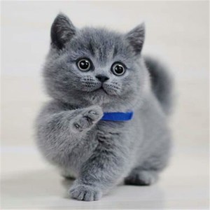 香港澳门发货英短矮脚长毛蓝猫幼猫英国短毛猫活体折耳宠物蓝白猫