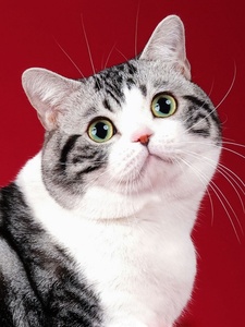 全国发货起司加白猫标斑美短猫幼崽矮脚曼基康猫蓝白猫活体宠物猫