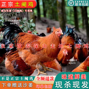 广西灵山土阉鸡线鸡扇鸡太监鸡新鲜果园农家散养白切三黄走地母鸡