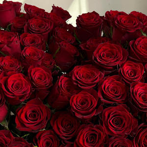 红玫瑰云南昆明鲜花基地直发玫瑰花水养鲜切花花材直批发 1件顺丰