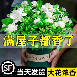 栀子花盆栽茉莉花花卉植物室内水培绿植四季好养九里香清香胡椒木